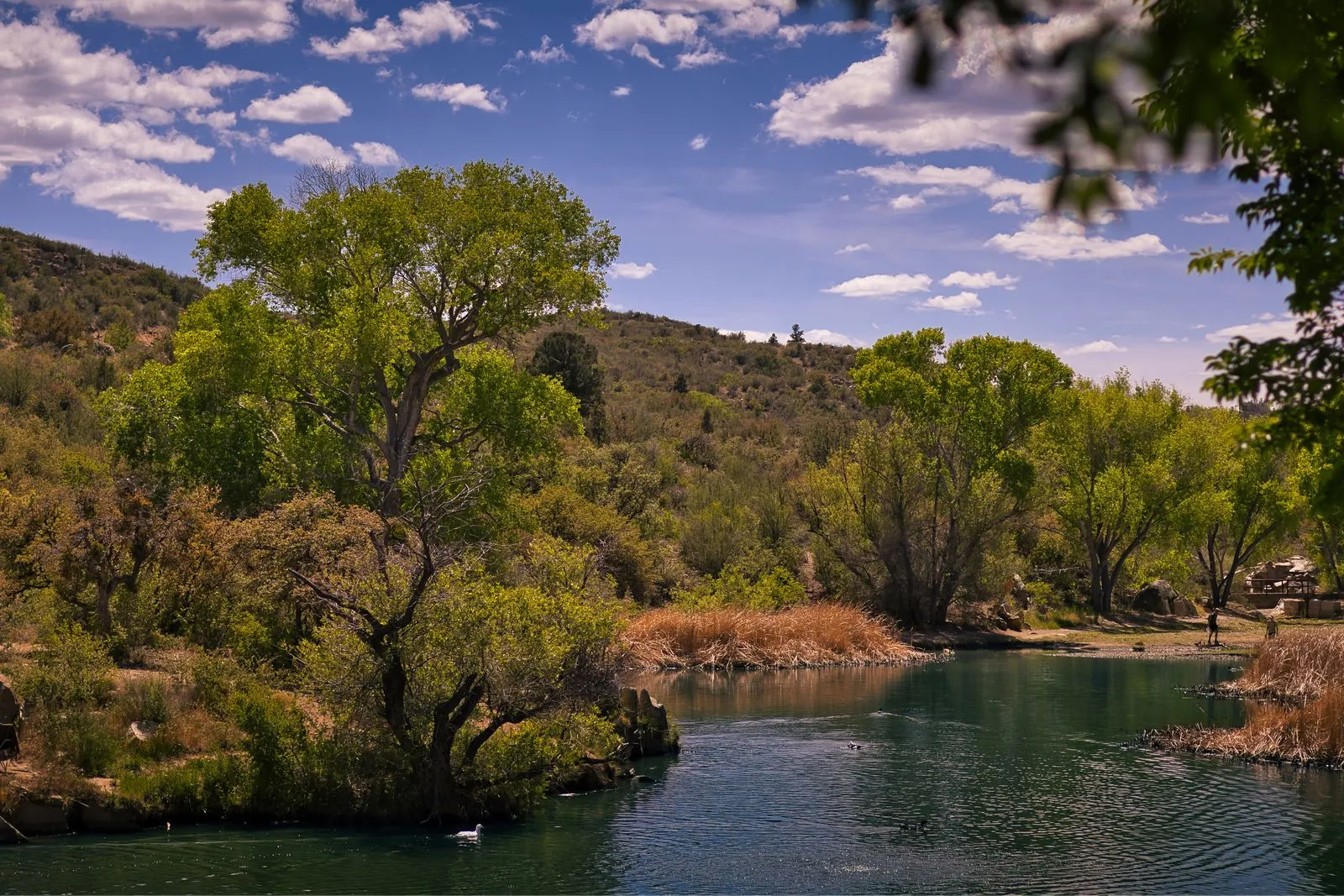 Beautiful river setting with lush trees and clear blue sky, capturing the essence of the Southwest.